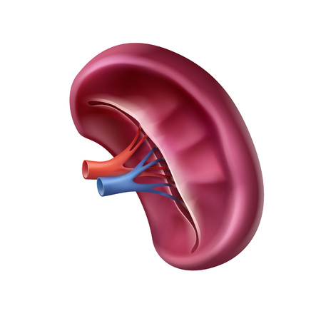 Vector realistic healthy human spleen close up front view isolated on white backgroundのイラスト素材