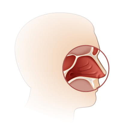 Vector human nasal cavity with head silhouette side view close up isolated on white backgroundのイラスト素材