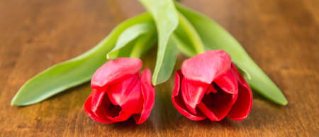 Two red tulips on a wooden table.の写真素材