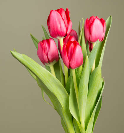 A bunch of red tulips against a green background.の写真素材
