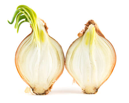 A single sprouted onion cut in half.の写真素材