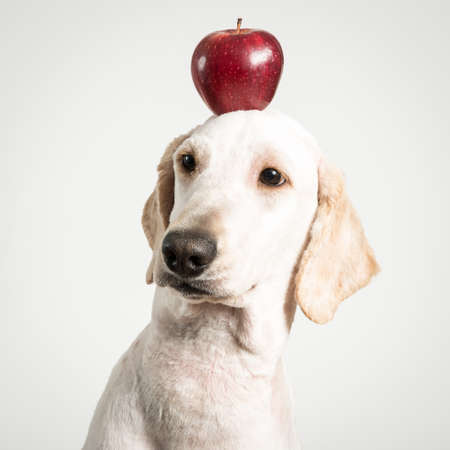 A red apple on a dogの写真素材