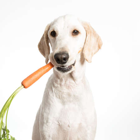 A dog holding a carrot in it's mouth.の写真素材