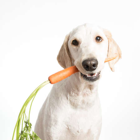 A dog holding a carrot in it's mouth.の写真素材