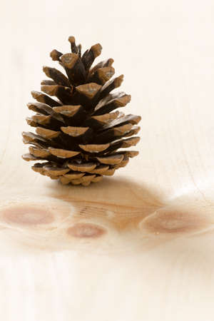 A pine cone on a pine wood background. cone on a pine wood background. cone on a pine wood background.の写真素材