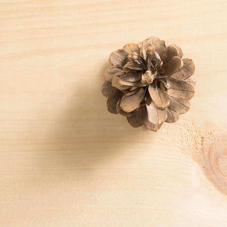 A pine cone on a pine wood background. cone on a pine wood background.の写真素材