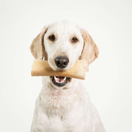 A dog holding a bone in it's mouth against a white background.の写真素材