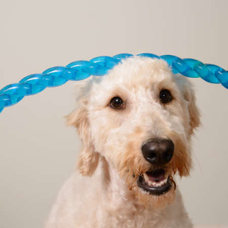 A goldendoodle banlencing a toy on its headの写真素材