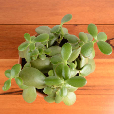a jade plant in a pot on a wood background.  View point is from above.の写真素材