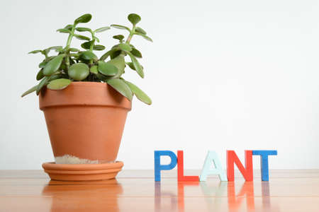 A jade plant with the word plant spelled with magnet letters.の写真素材