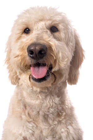 A smiling white goldendoodle isolated on a white backgroundの写真素材