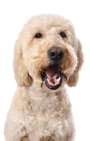 A white goldendoodle with its mouth open, chewing on food.  Isolated on a white background.の写真素材