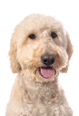 A smiling white goldendoodle isolated on a white backgroundの写真素材