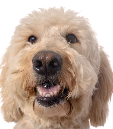 A white goldendoodle blowing a bubble isolated on a white background.の写真素材