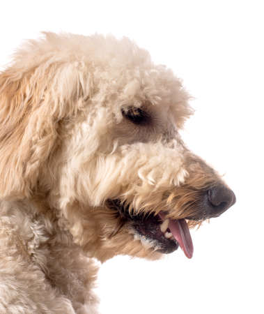 A side view of a goldendoodle with it's tongue out.の写真素材