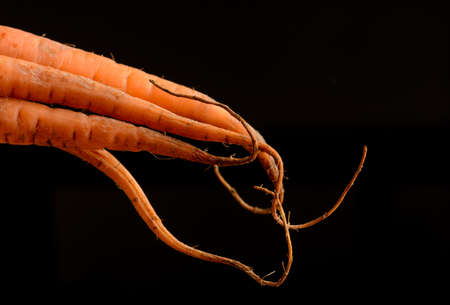 A close up of a bunch of carrots against a black backgroundの写真素材