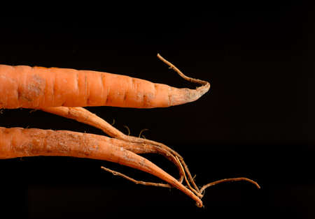 A close up of a bunch of carrots against a black backgroundの写真素材