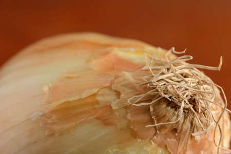 A closeup of a white onion against a brown backgroundの写真素材