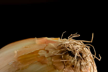 A close up of a white onion against a black backgroundの写真素材