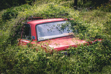 Old car covered by wild bushの写真素材