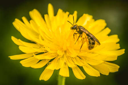 Bee pollinating flower