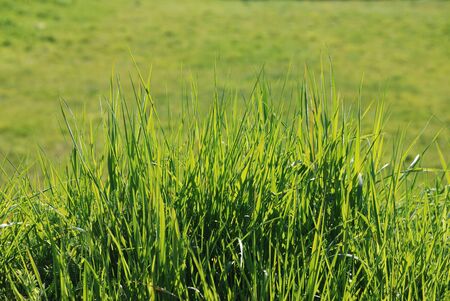 Green grassの写真素材