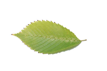 Leaf on a white backgroundの写真素材