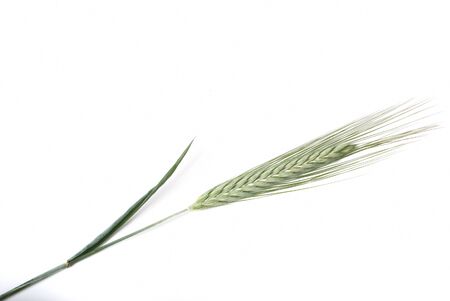 Barley.の写真素材