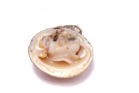 Clamsの写真素材