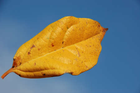 Leafの写真素材