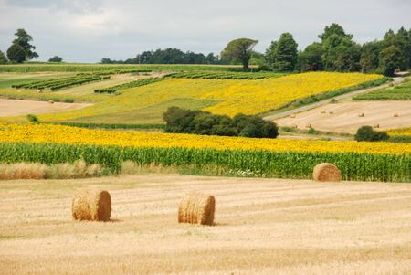  Round straw bales in harvested fields の写真素材