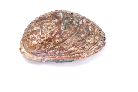 Abaloneの写真素材