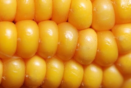 An ear of ripe corn