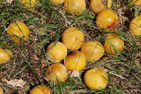 Plums on the groundの写真素材