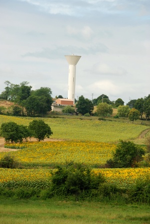 Sun-flowers fieldsの写真素材
