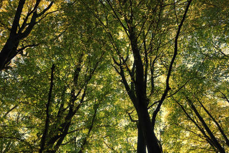 Tree in autumn colors 