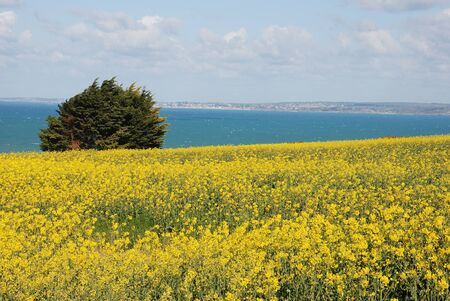 Rape fieldの写真素材