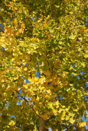 Tree in autumn colours 