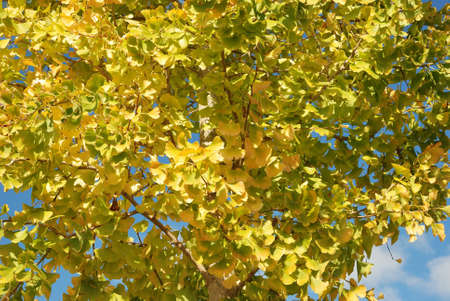 Tree in autumn colours の写真素材