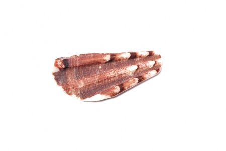 A fragment of scallop shell 