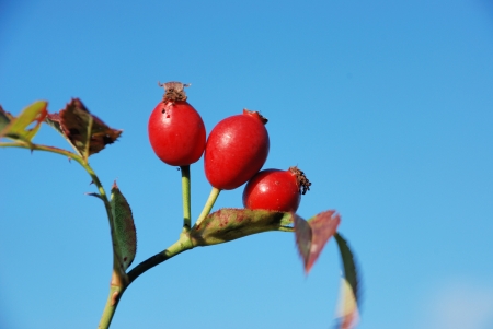 Dog rose bushの写真素材