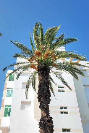 Date palmの写真素材