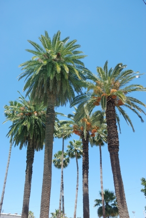 Date palmの写真素材