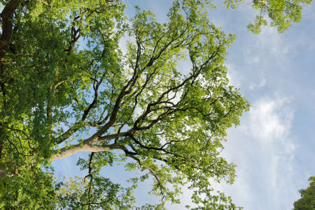 Treesの写真素材