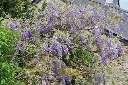 Wisteria の写真素材