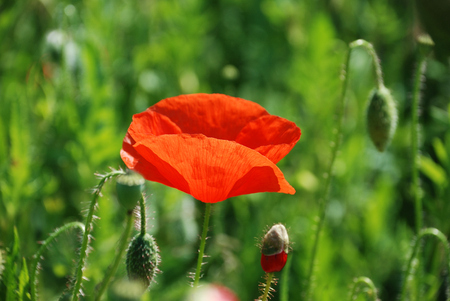 Common poppiesの写真素材