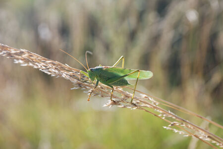 Green grasshopperの写真素材