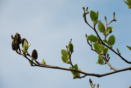 Alder at springの写真素材