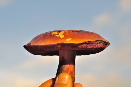 Mushroom