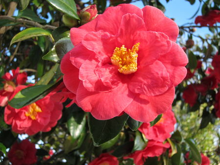 Pink camelliaの写真素材